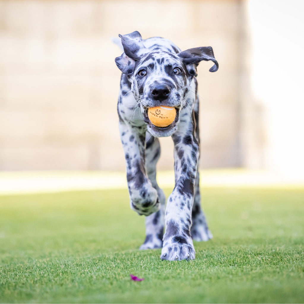 Hyper Pet Mini Orange Tennis Balls 4-Pack