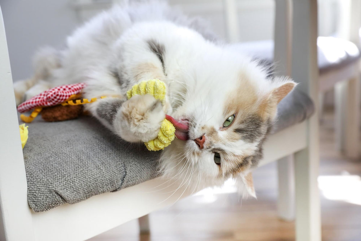 Quirky Kitty Pasta Pals 3-Pack Cat Toy Set with Catnip