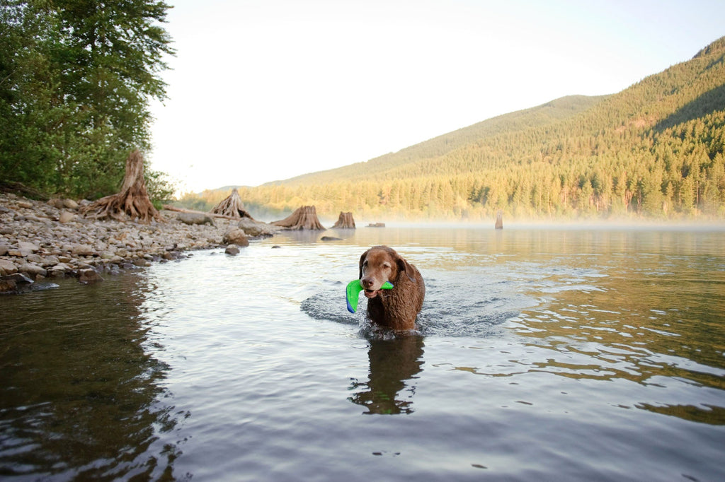 Chuckit! Amphibious Boomerang