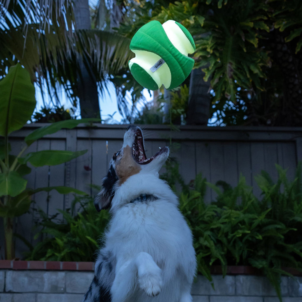 Chuckit! Kick Fetch Max Glow