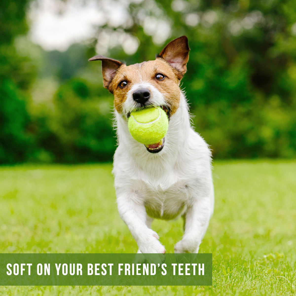 Hyper Pet Tennis Balls 4 Pack
