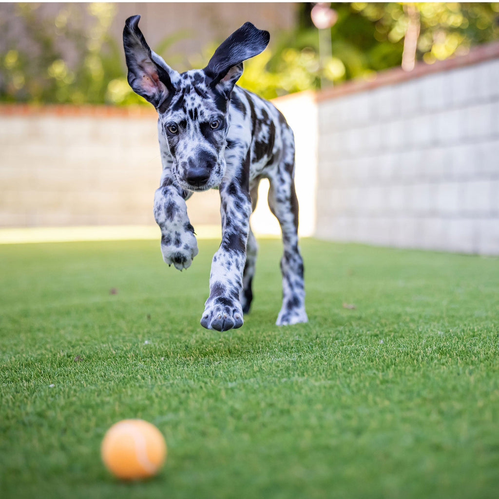 Hyper Pet Blaze Orange Tennis Balls 4 Pack