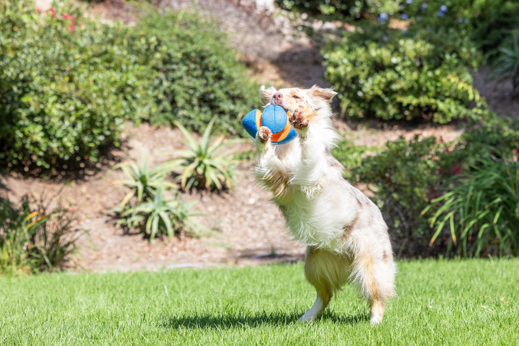 Chuckit! Giggle Fumble Fetch