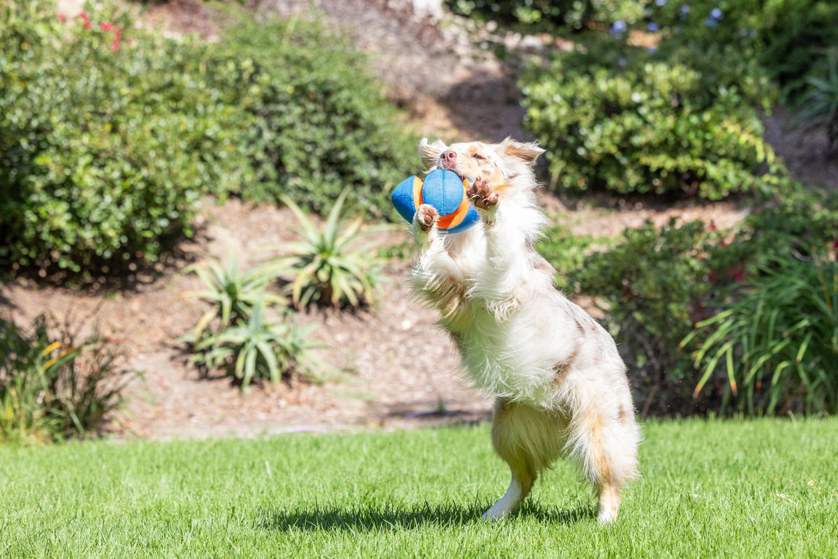 Chuckit! Giggle Fumble Fetch