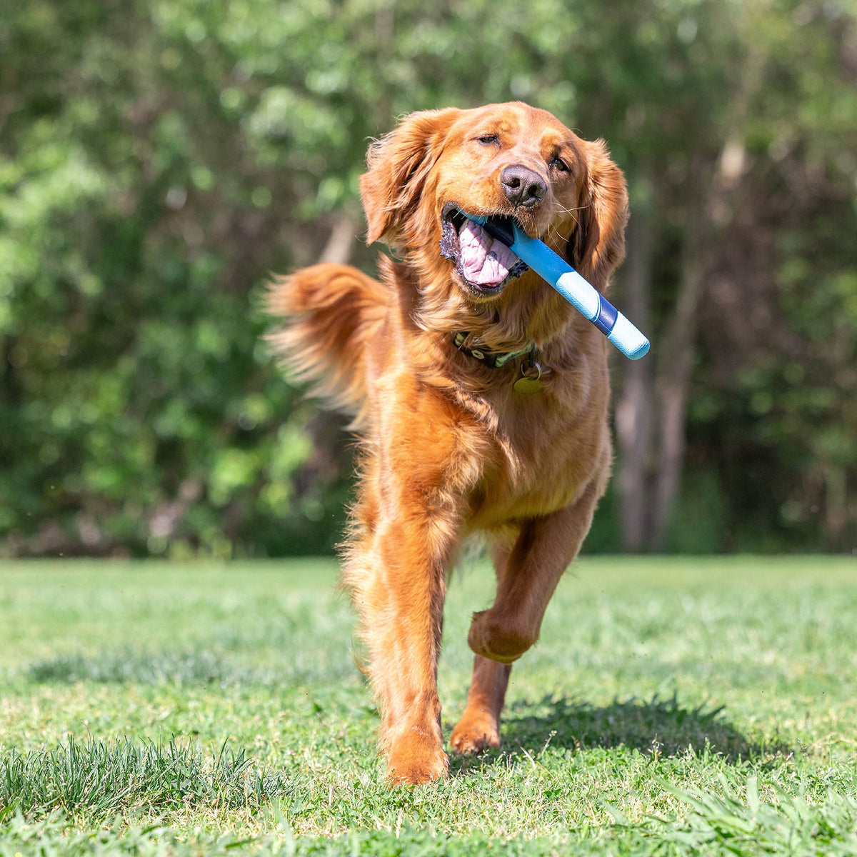 Chuckit! Bacon Scented Sniff Fetch Stick