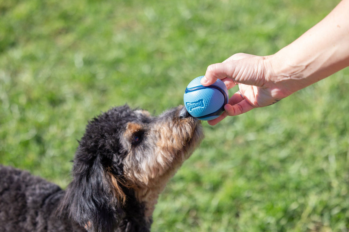 Chuckit Sniff Ball 4 Pack